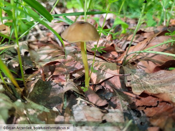 Entoloma incanum