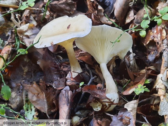 Ampulloclitocybe clavipes