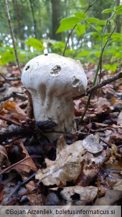 Lycoperdon excipuliforme