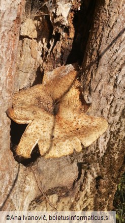 Polyporus squamosus