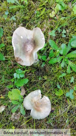 Russula heterophylla