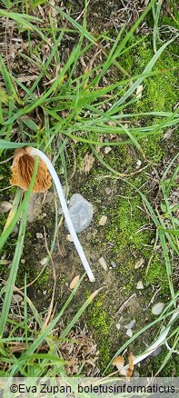 Conocybe deliquescens