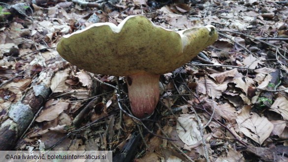 Boletus calopus