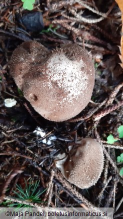 Lycoperdon echinatum