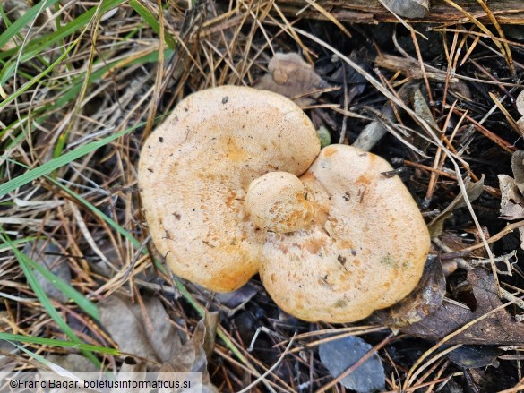 Lactarius sanguifluus