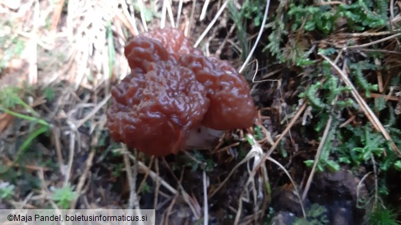 Gyromitra esculenta