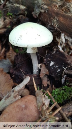 Amanita citrina