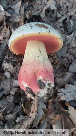 Rubroboletus satanas