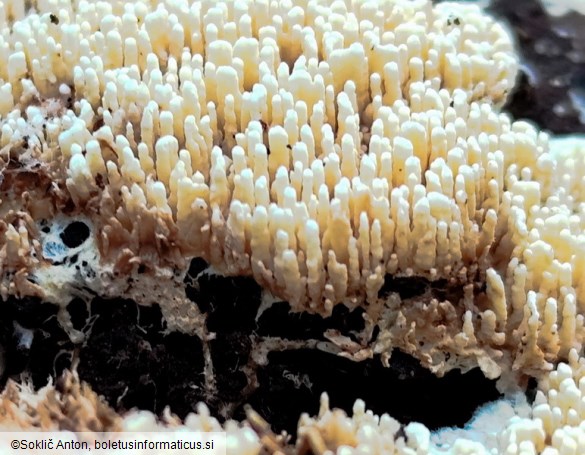 Cristinia eichleri