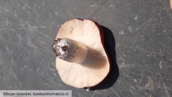 Russula integra