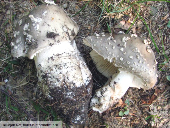 Amanita spissa