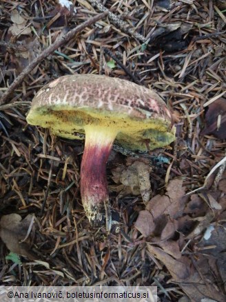 Xerocomellus chrysenteron