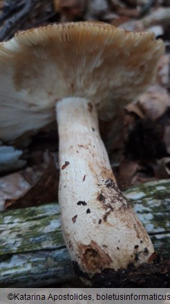 Russula foetens