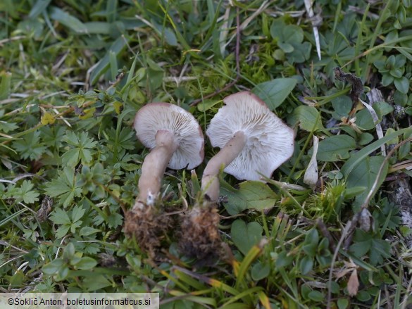 Calocybe carnea