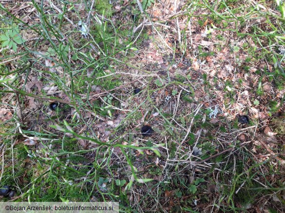 Pseudoplectania nigrella