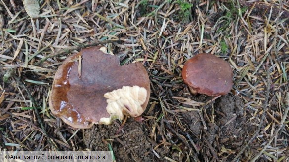 Boletus badius