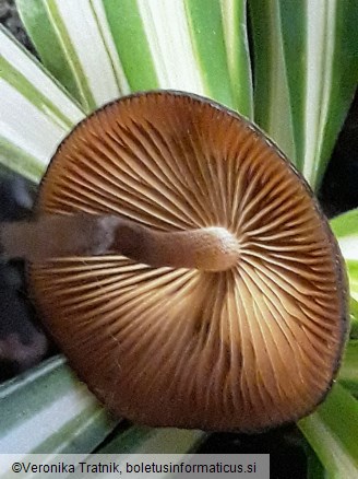 Lactocollybia cycadicola