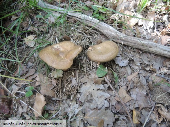 Paxillus involutus