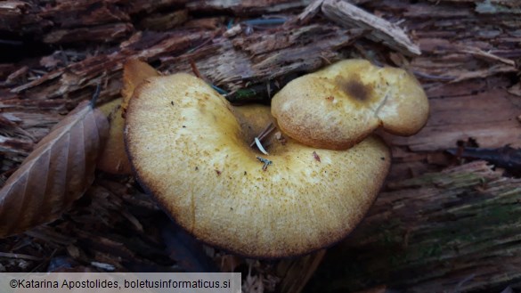 Tricholomopsis decora