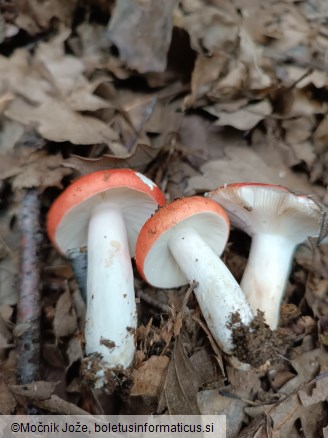 Russula nobilis