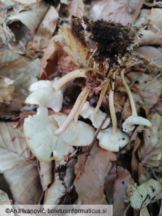 Gymnopus dryophilus