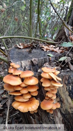 Flammulina velutipes