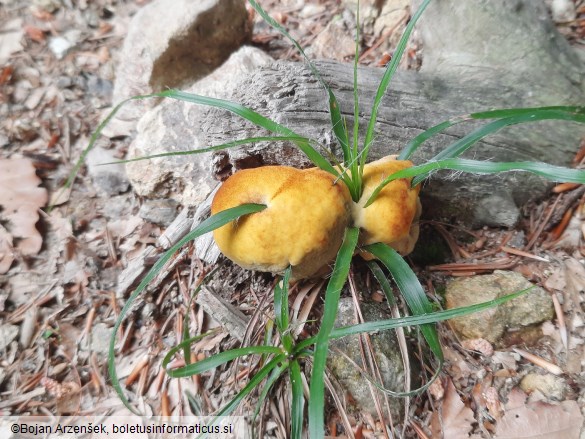 Phaeolus schweinitzii