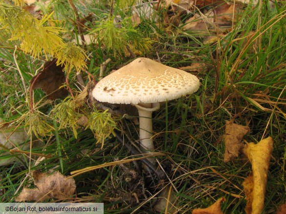 Macrolepiota excoriata