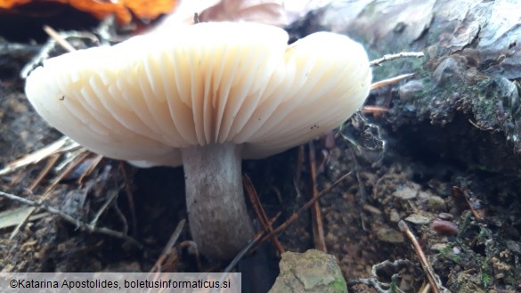 Tricholoma saponaceum