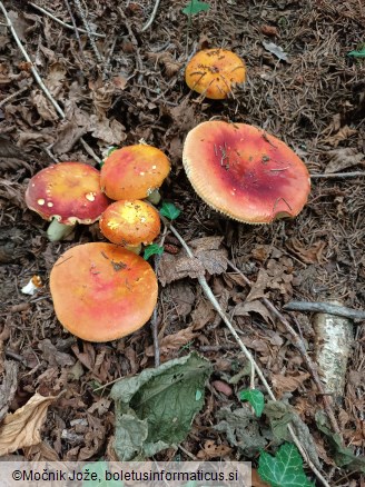 Russula aurea