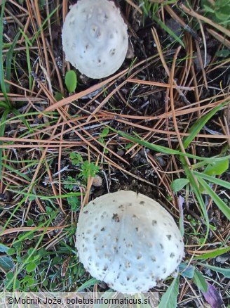 Amanita singeri