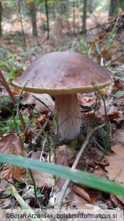 Boletus edulis