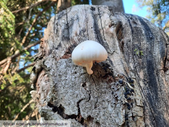Mucidula mucida