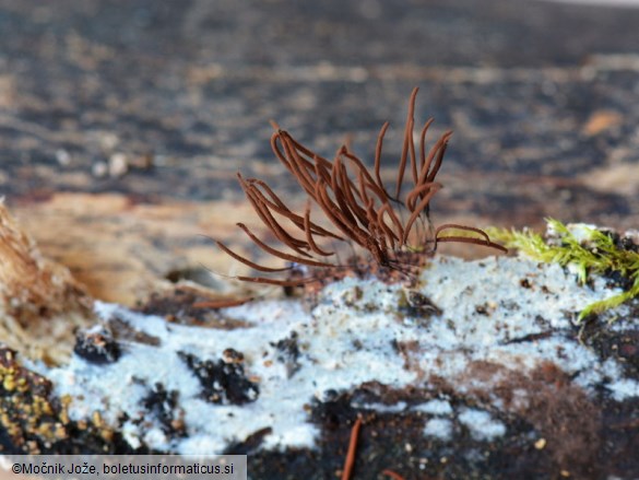 Stemonitis lignicola