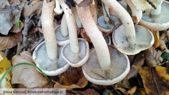 Hypholoma capnoides