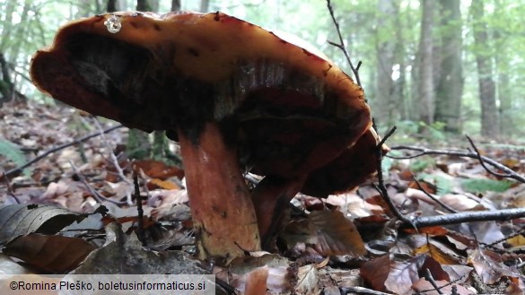 Boletus erythropus