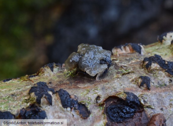 Tremella globispora