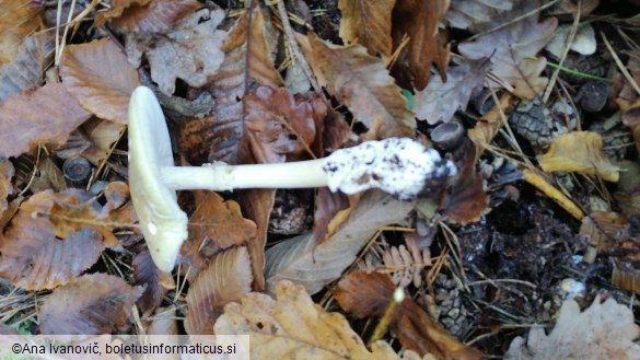 Amanita phalloides