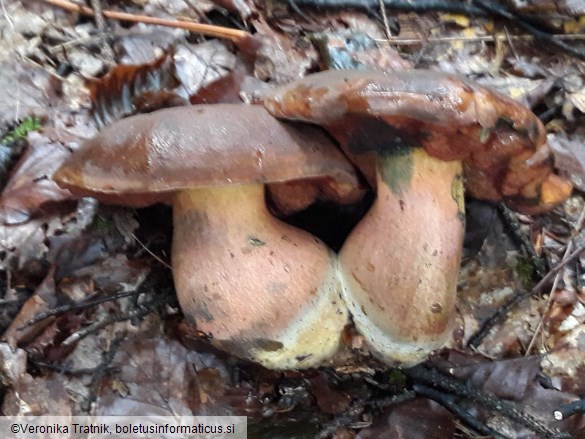 Neoboletus erythropus