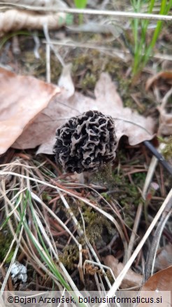 Morchella vulgaris