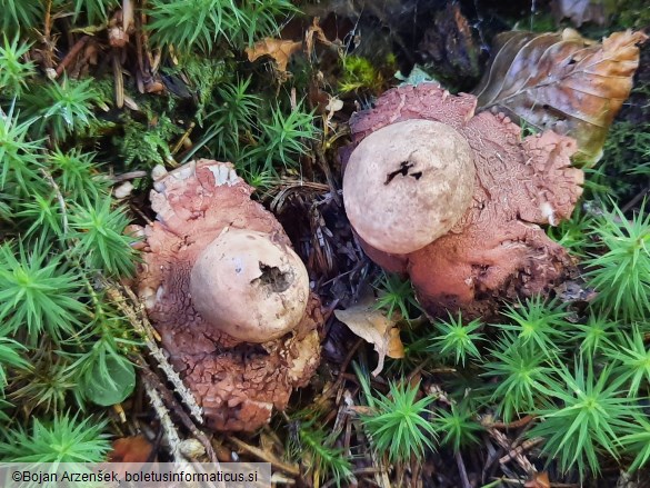 Geastrum rufescens