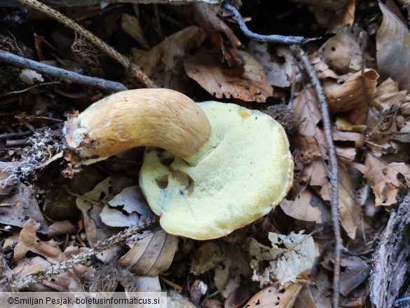 Boletus badius