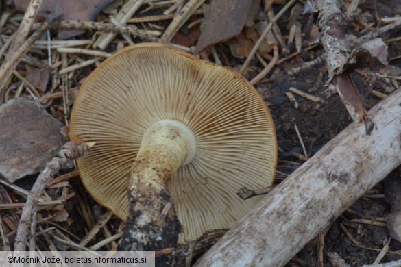 Pholiota carbonaria