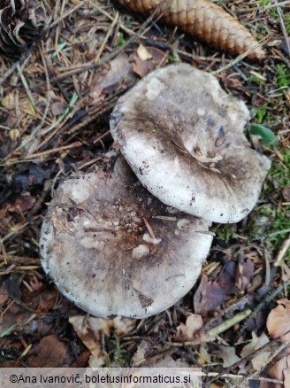 Russula adusta