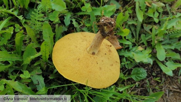 Suillus grevillei