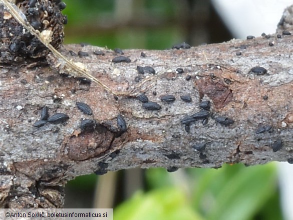 Lophium mytilinum