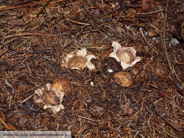 Geastrum fimbriatum