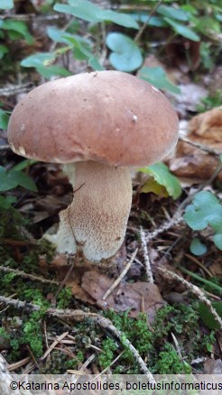 Boletus reticulatus