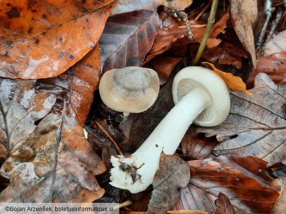 Hygrophorus agathosmus