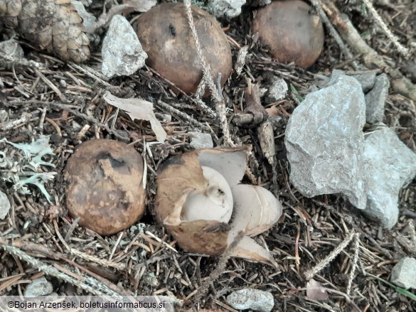 Geastrum triplex